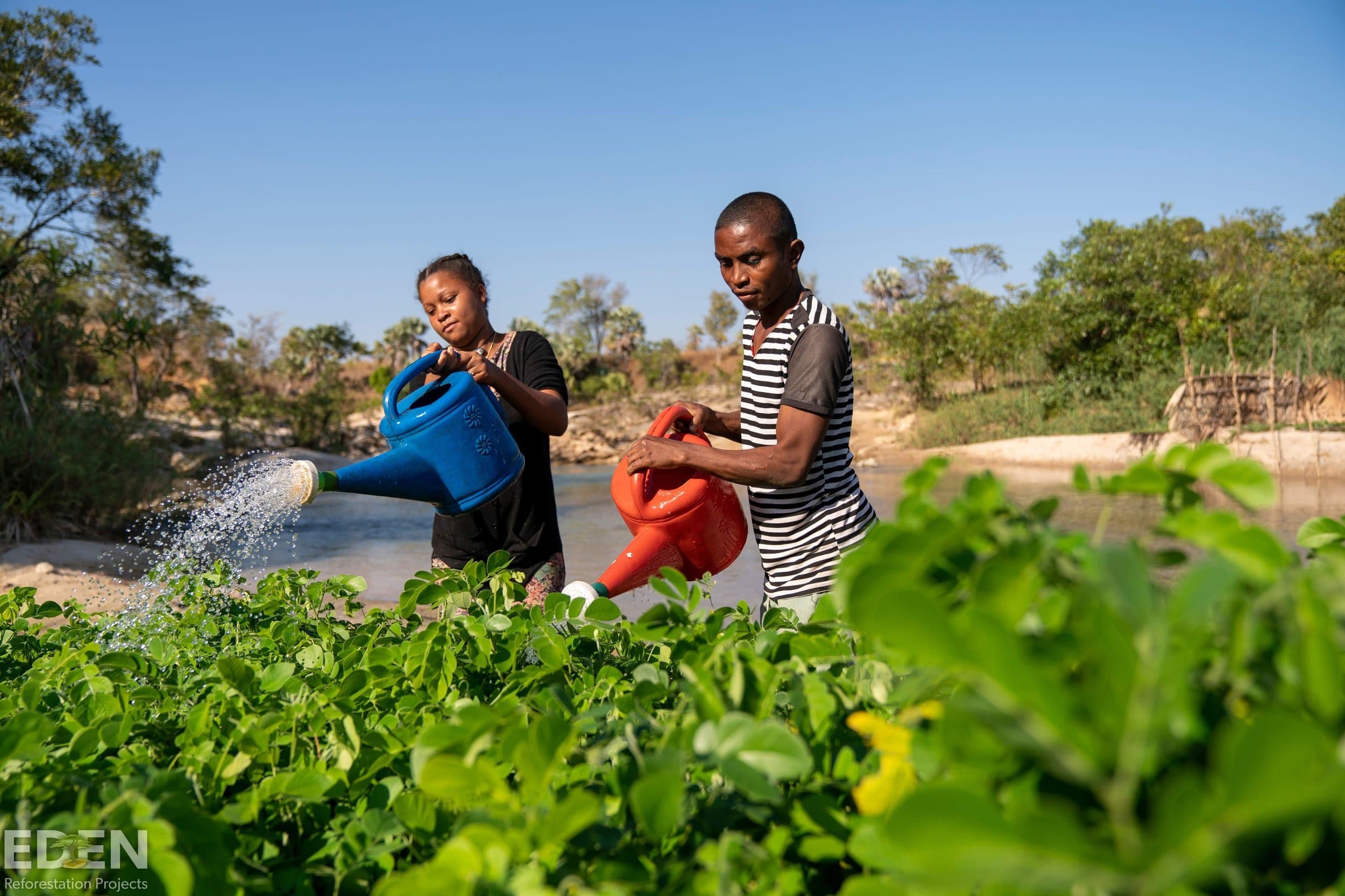 Miadana Dry Deciduous Forest