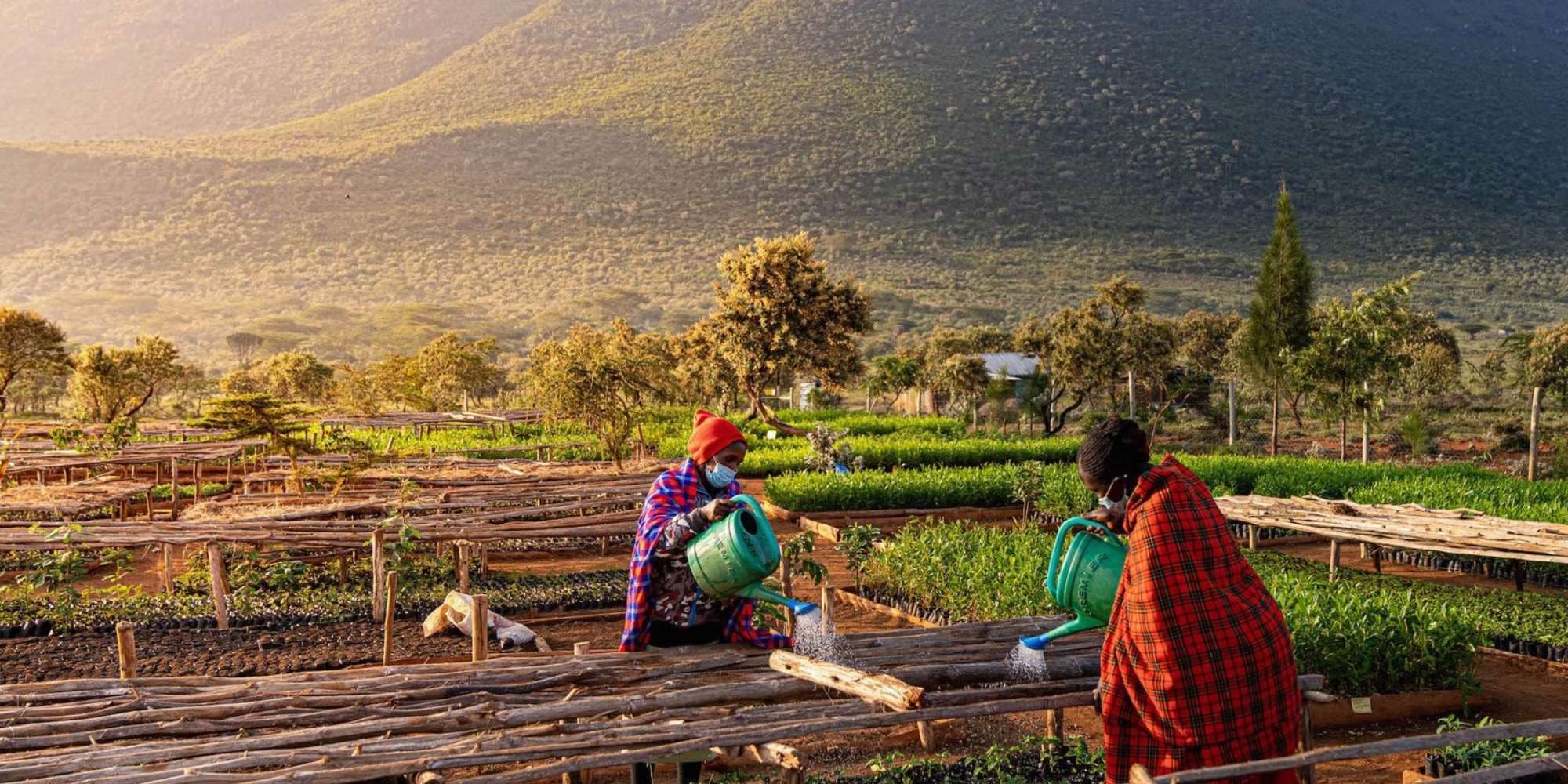 Community tree planting